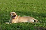 hundefotos labrador_retriever