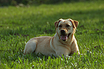 hundefotos labrador_retriever