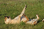 hundefotos labrador_retriever