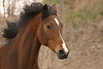 pferdefotos deutsches_reitpony