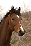 pferdefotos deutsches_reitpony