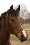 pferdefotos deutsches_reitpony