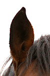 pferdefotos deutsches_reitpony