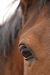 pferdefotos deutsches_reitpony