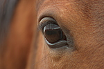 pferdefotos deutsches_reitpony