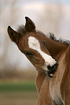 pferdefotos deutsches_reitpony