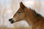 pferdefotos deutsches_reitpony