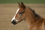 pferdefotos deutsches_reitpony