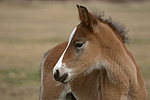 pferdefotos deutsches_reitpony