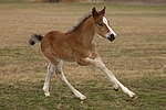 pferdefotos deutsches_reitpony