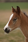 pferdefotos deutsches_reitpony
