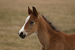 pferdefotos deutsches_reitpony