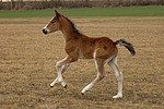 pferdefotos deutsches_reitpony