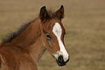 pferdefotos deutsches_reitpony