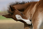 pferdefotos deutsches_reitpony
