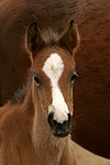 pferdefotos deutsches_reitpony