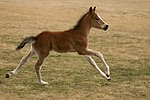 pferdefotos deutsches_reitpony
