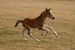 pferdefotos deutsches_reitpony