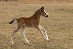 pferdefotos deutsches_reitpony