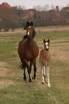 pferdefotos deutsches_reitpony