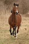 pferdefotos deutsches_reitpony