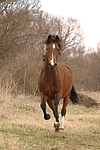 pferdefotos deutsches_reitpony