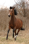 pferdefotos deutsches_reitpony
