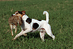 hundefotos parson_russell_terrier