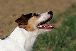 hundefotos parson_russell_terrier