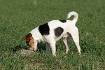 hundefotos parson_russell_terrier