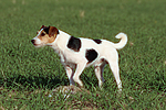 hundefotos parson_russell_terrier