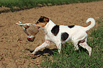 hundefotos parson_russell_terrier