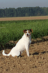hundefotos parson_russell_terrier