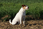 hundefotos parson_russell_terrier