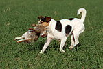 hundefotos parson_russell_terrier