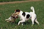 hundefotos parson_russell_terrier