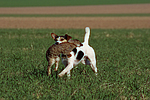 hundefotos parson_russell_terrier