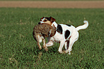 hundefotos parson_russell_terrier