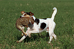hundefotos parson_russell_terrier