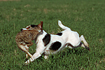 hundefotos parson_russell_terrier