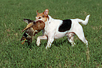 hundefotos parson_russell_terrier
