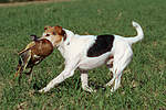 hundefotos parson_russell_terrier