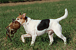 hundefotos parson_russell_terrier