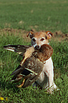 hundefotos parson_russell_terrier