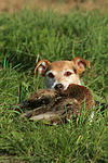 hundefotos parson_russell_terrier