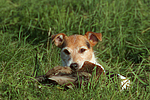 hundefotos parson_russell_terrier