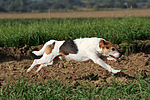 hundefotos parson_russell_terrier