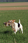 hundefotos parson_russell_terrier