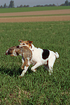 hundefotos parson_russell_terrier