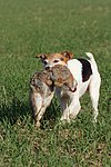 hundefotos parson_russell_terrier